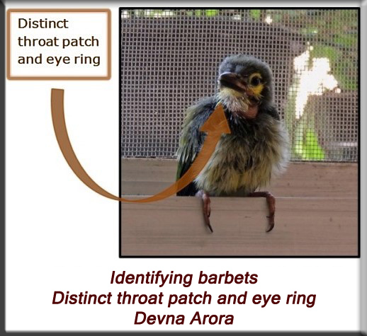 Devna Arora - Identifying barbets - distinct throat patch and eye ring